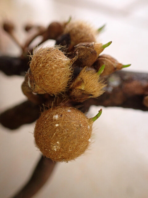 Englerophytum laurentii (Nufu-nufu) — photo
