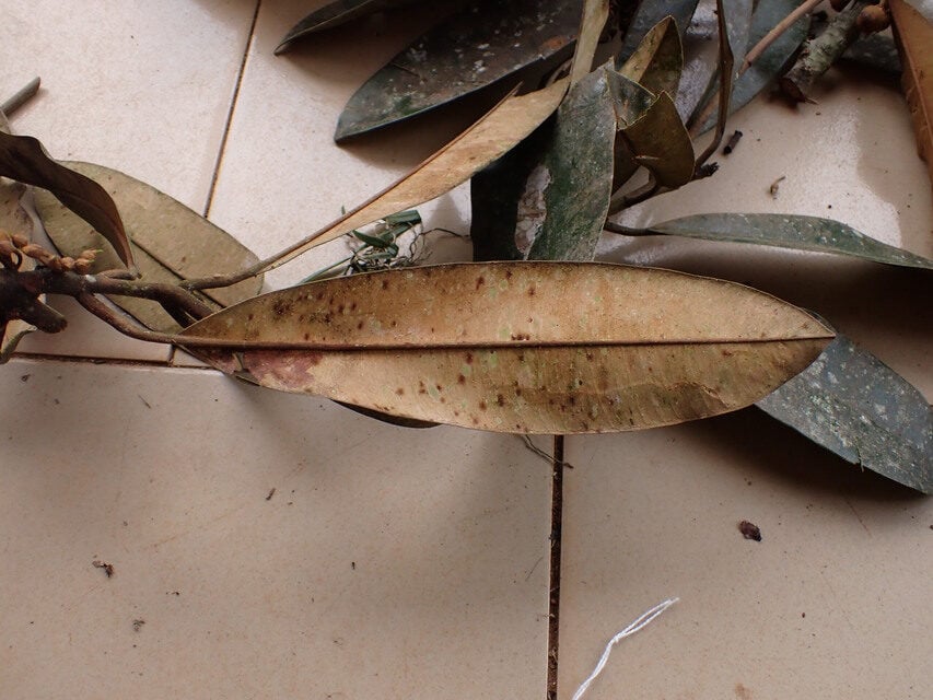 Englerophytum laurentii