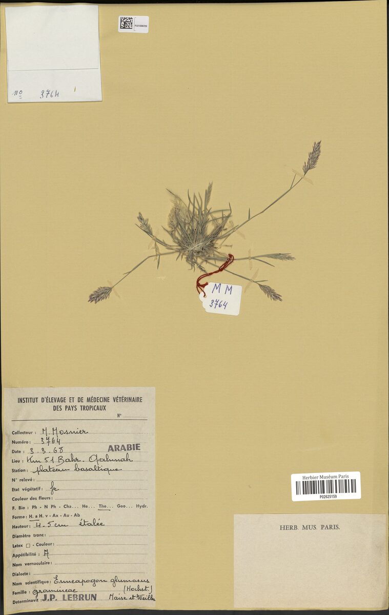 Enneapogon glumosus — photo