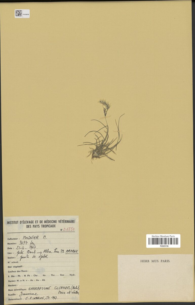 Enneapogon glumosus