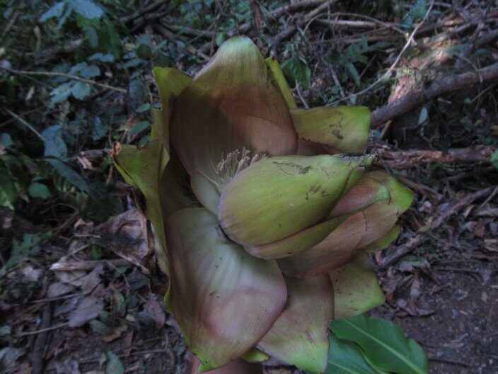 Ensete livingstonianum (Livingston's banana.) — photo