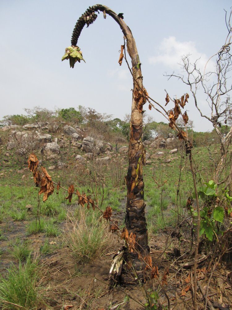 Ensete livingstonianum (Livingston's banana.) — photo