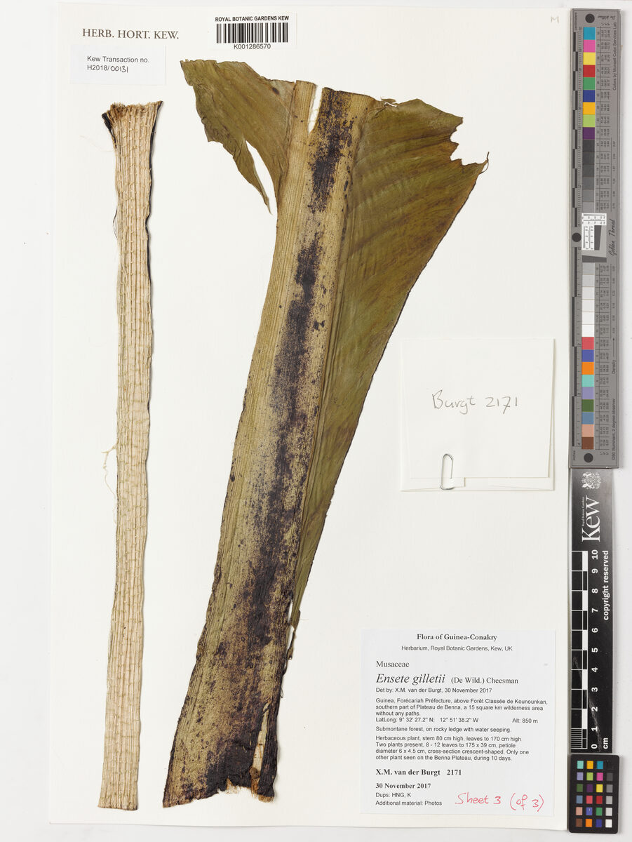 Ensete livingstonianum