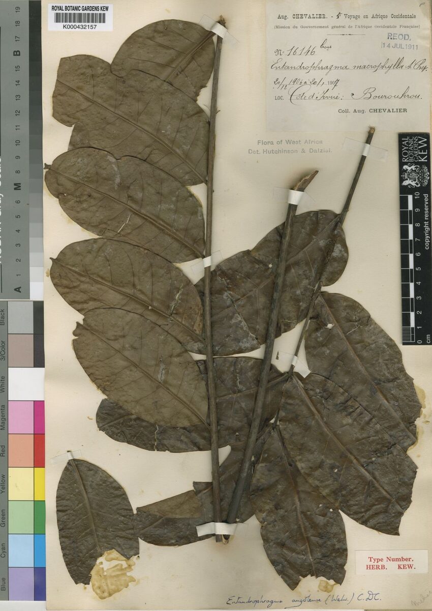 Entandrophragma angolense - (Welw.) C.DC.
