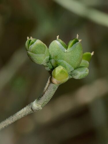 Ephedra ciliata