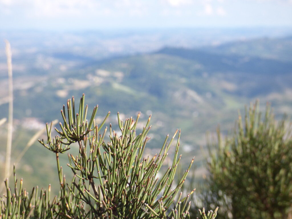 Ephedra major (Ma Huang) — photo