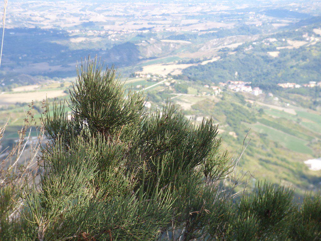 Ephedra major (Ma Huang) — photo