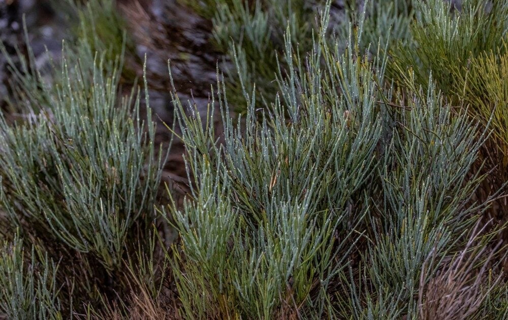 Ephedra major