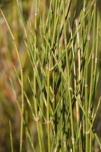 Ephedra nevadensis (Mormon tea) — photo
