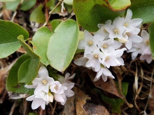 Epigaea repens (Mayflower) — photo