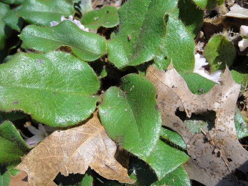Epigaea repens (Mayflower) — photo