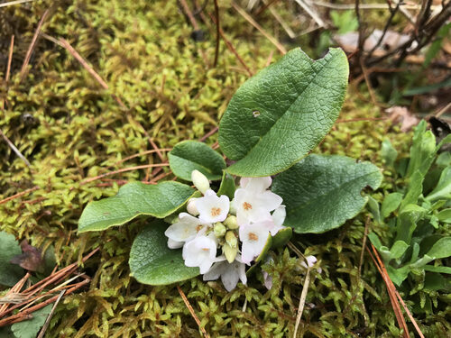 Epigaea repens