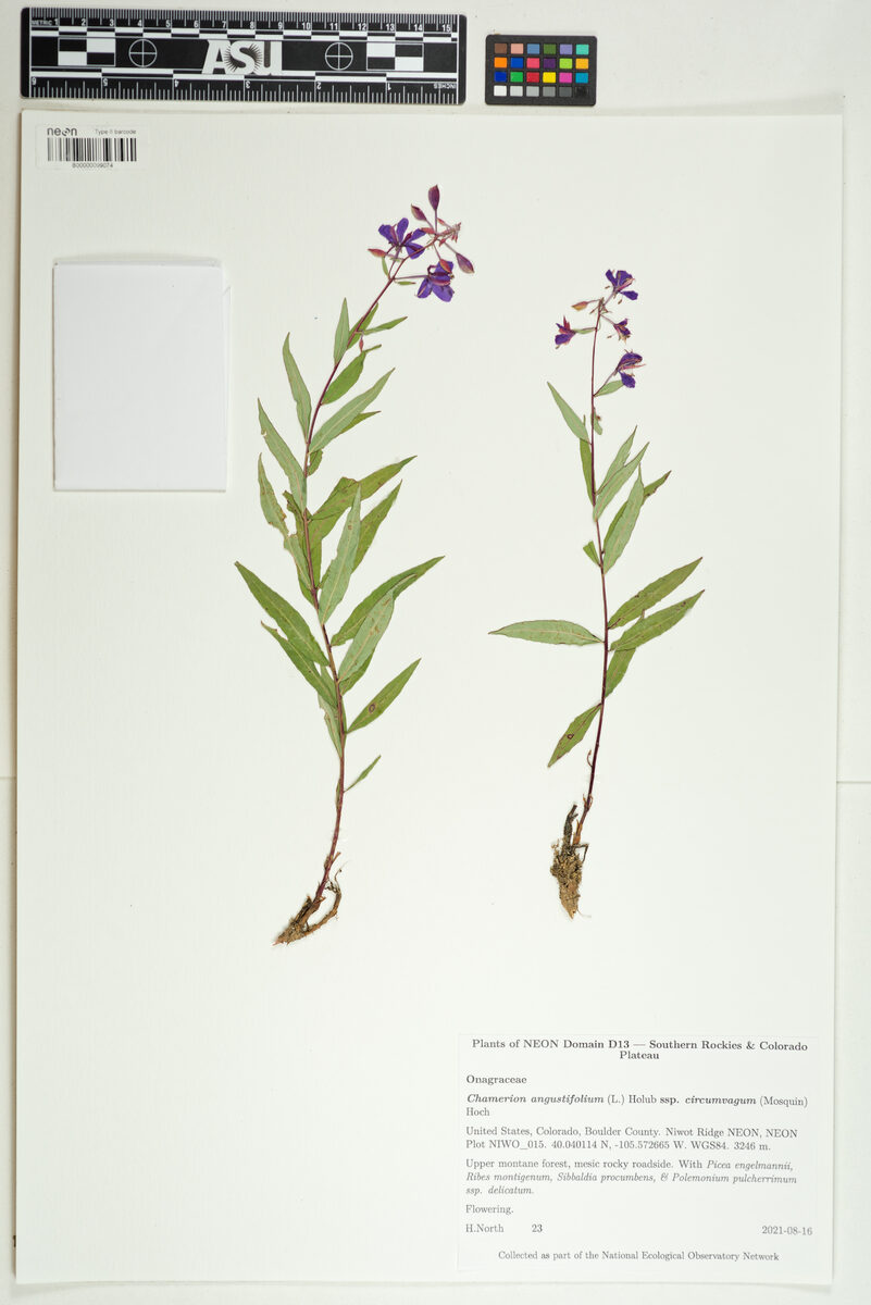 Epilobium angustifolium subsp. circumvagum (Rosebar willow-herb) — photo