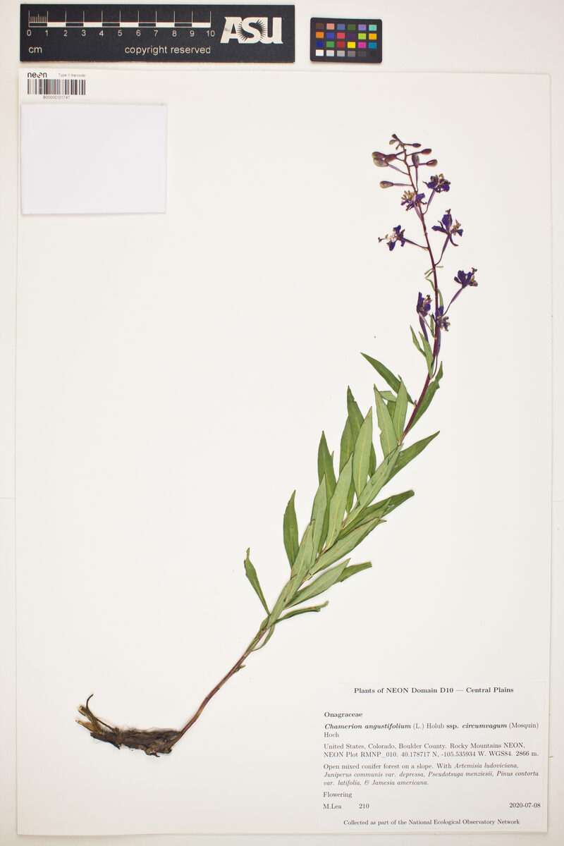 Epilobium angustifolium subsp. circumvagum (Rosebar willow-herb) — photo
