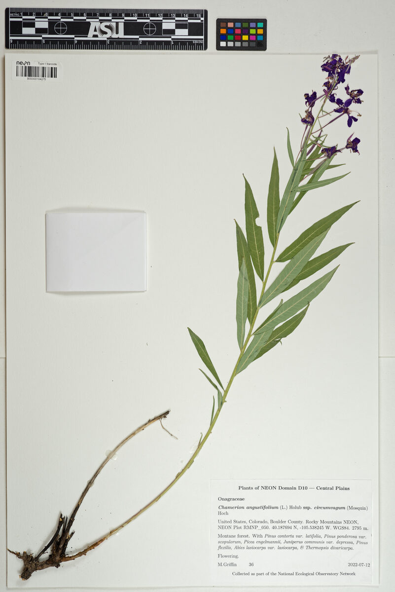Epilobium angustifolium subsp. circumvagum
