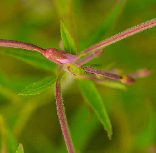 Epilobium coloratum (Purpleleaf willowherb) — photo