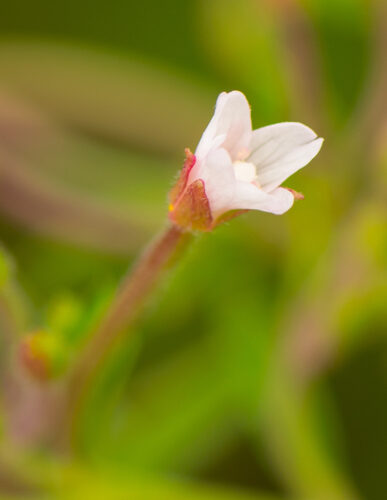 Epilobium coloratum (Purpleleaf willowherb) — photo