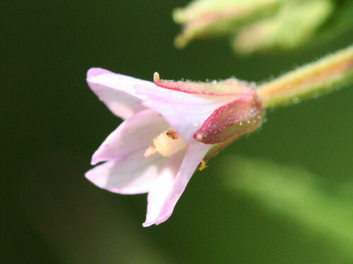 Epilobium coloratum