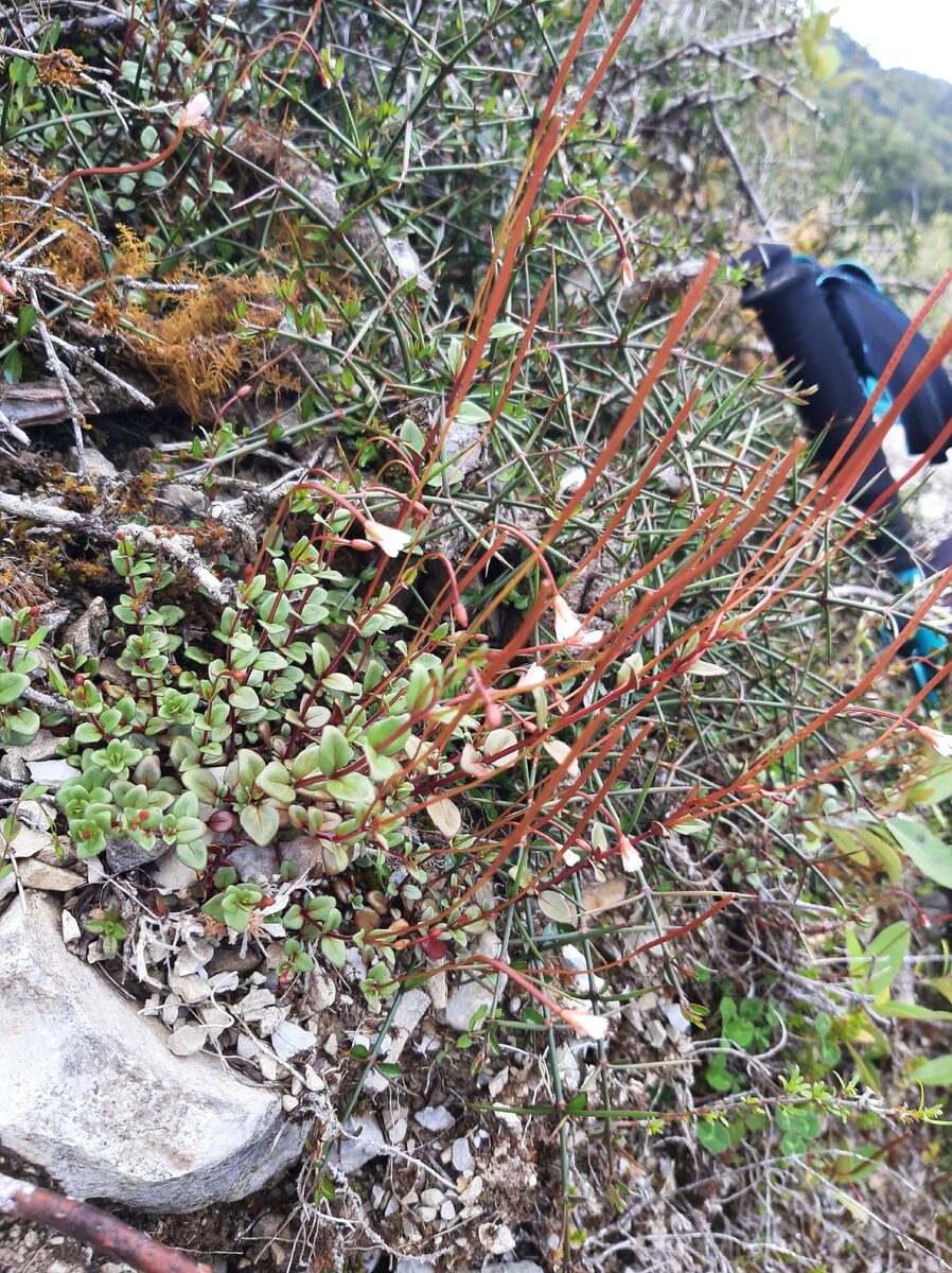 Epilobium sp. — photo