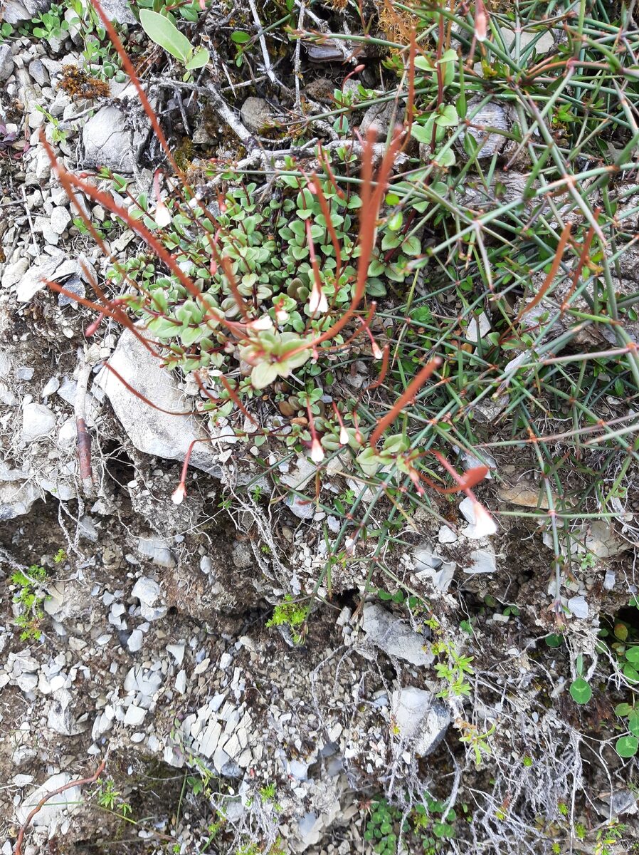 Epilobium sp. — photo