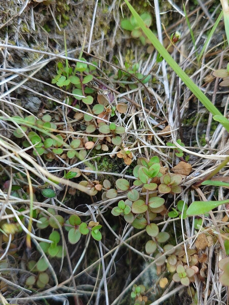 Epilobium sp.
