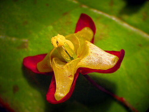 Epimedium grandiflorum (Barrenwort) — photo