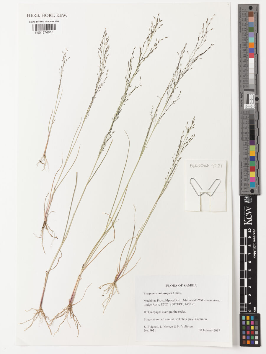 Eragrostis aethiopica — photo