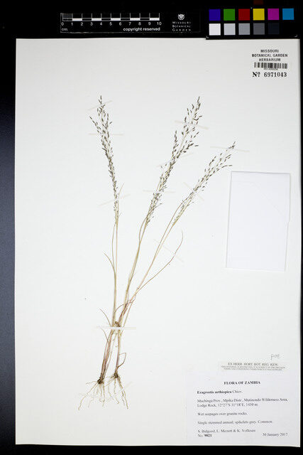 Eragrostis aethiopica — photo