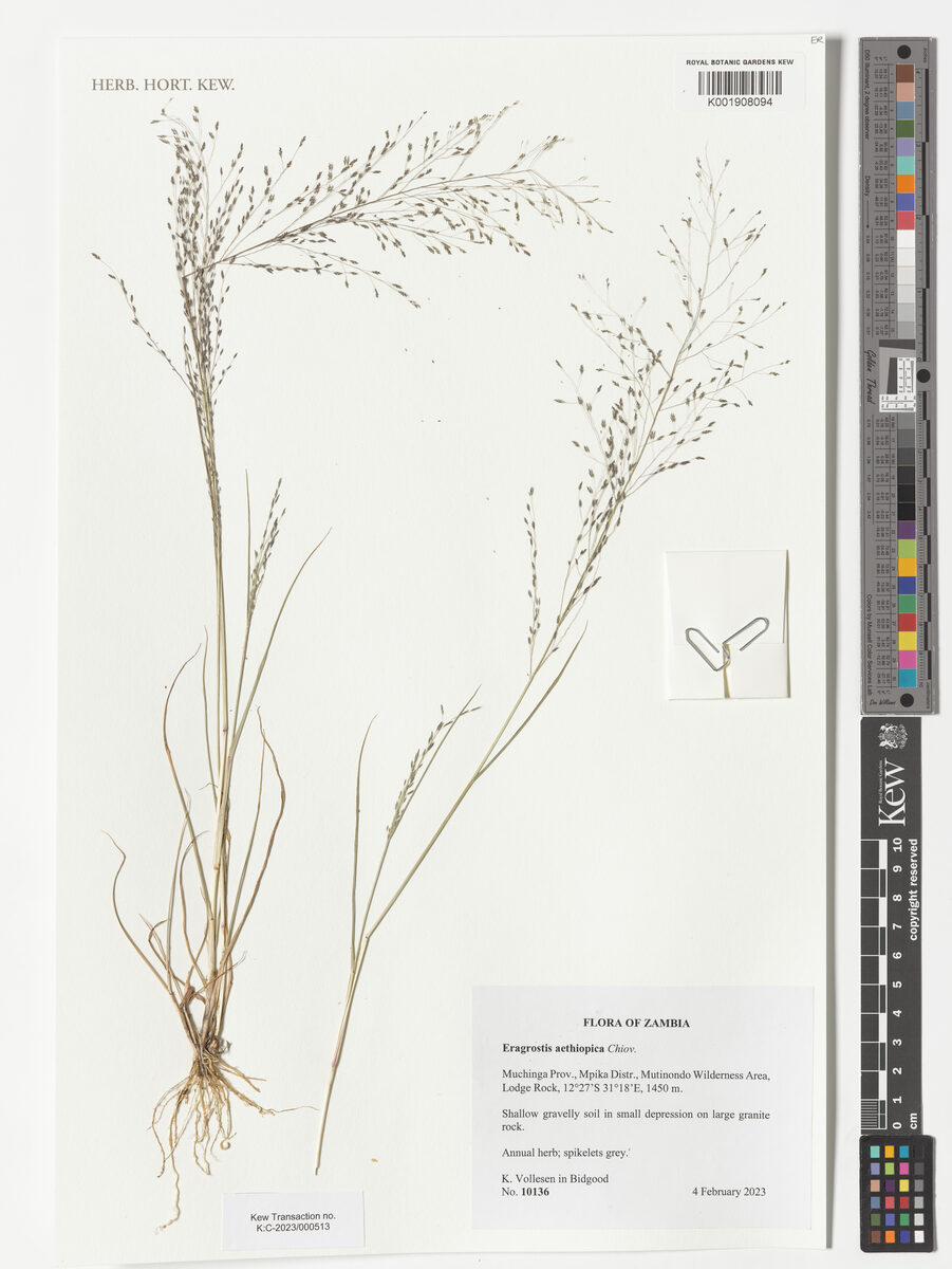 Eragrostis aethiopica