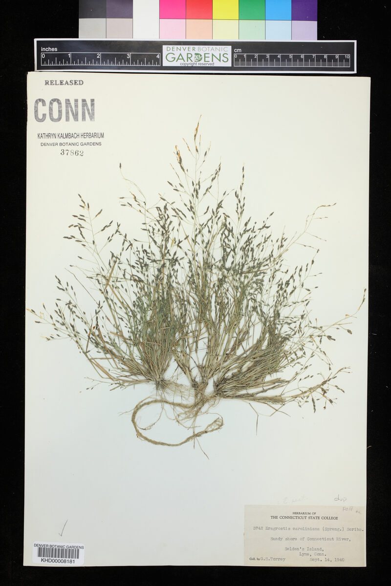 Eragrostis caroliniana — photo