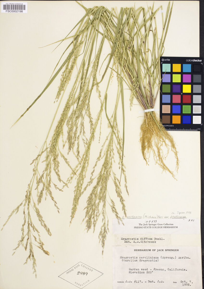 Eragrostis caroliniana — photo