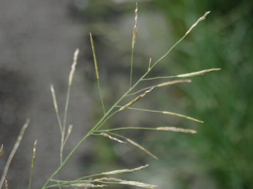 Eragrostis chloromelas (Love grass) — photo
