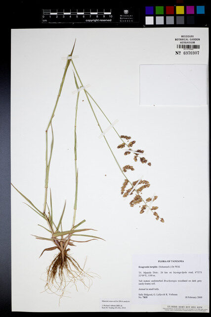 Eragrostis turgida — photo