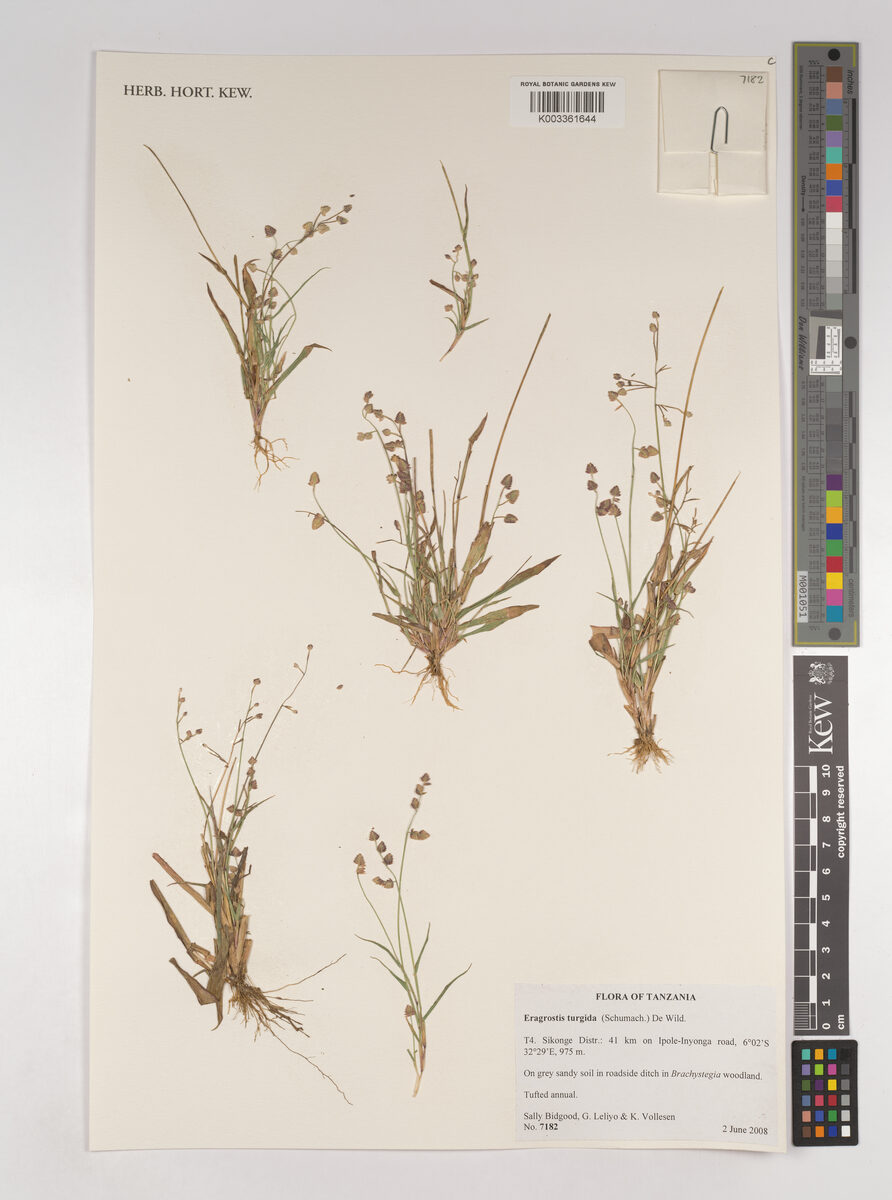 Eragrostis turgida — photo