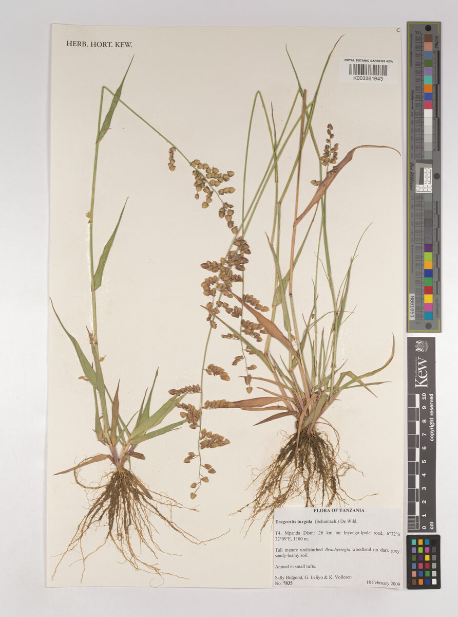 Eragrostis turgida
