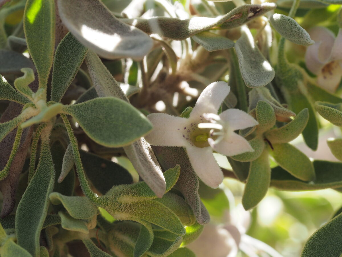 Eremophila leucophylla (Grey Poverty Bush) — photo