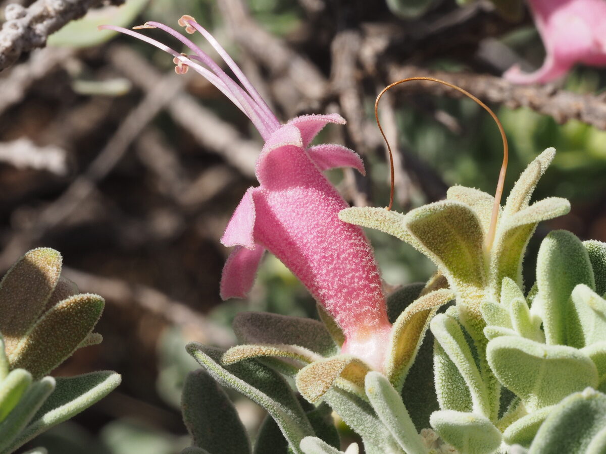 Eremophila leucophylla (Grey Poverty Bush) — photo