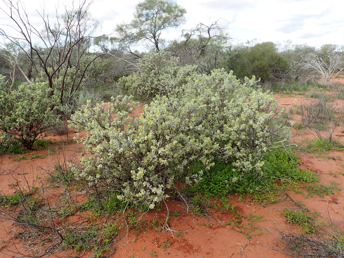 Eremophila leucophylla