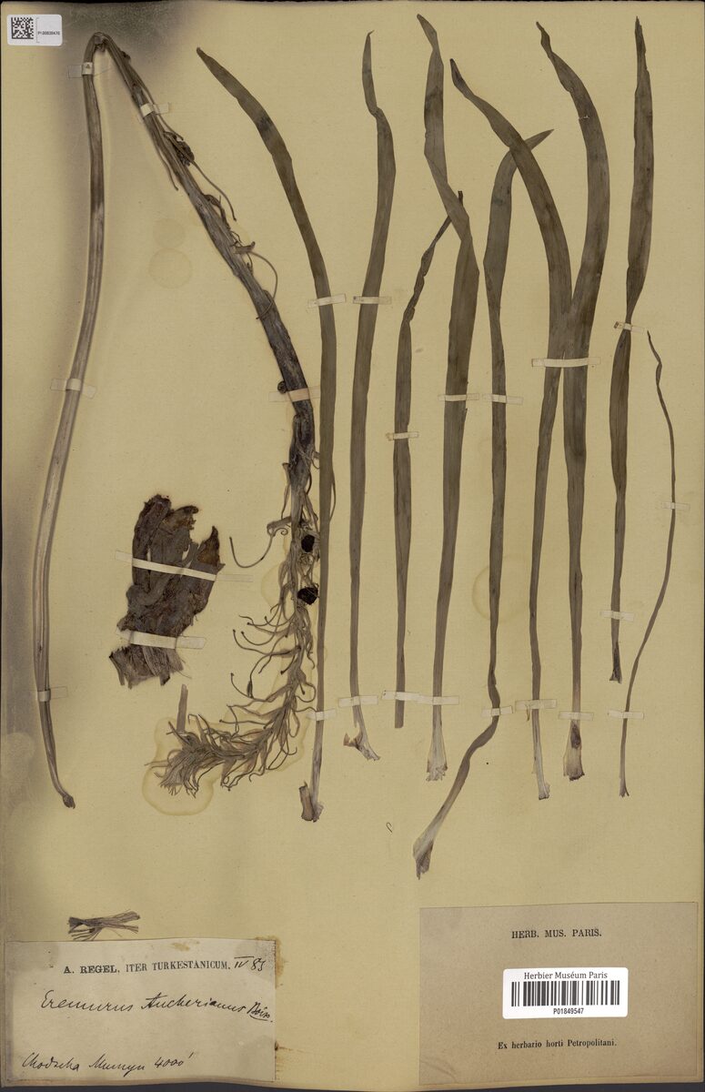 Eremurus aucherianus — photo