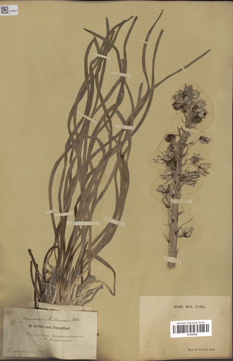 Asphodelaceae