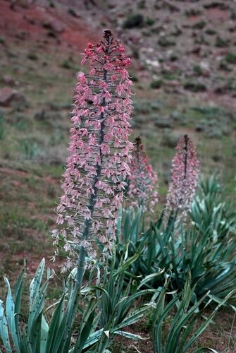 Eremurus spectabilis (Desert candle) — photo