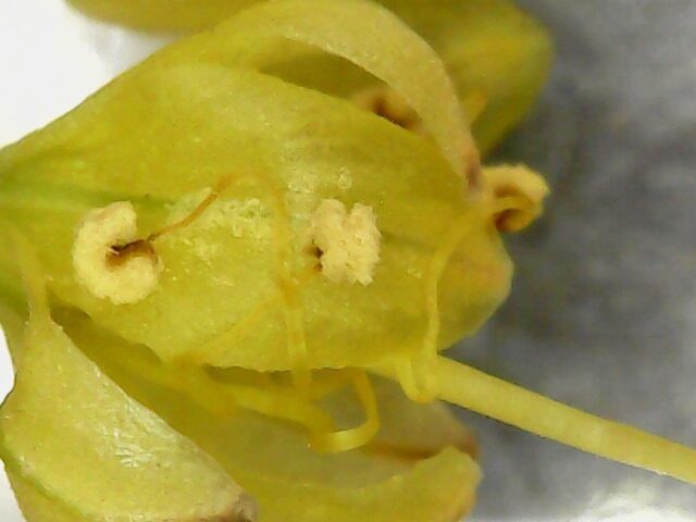 Eremurus stenophyllus — photo