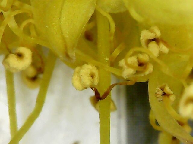 Eremurus stenophyllus aurantiacus - (Baker.)Wendelbo. (Foxtail Lily) — photo