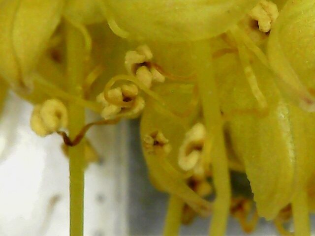 Eremurus stenophyllus aurantiacus - (Baker.)Wendelbo. (Foxtail Lily) — photo
