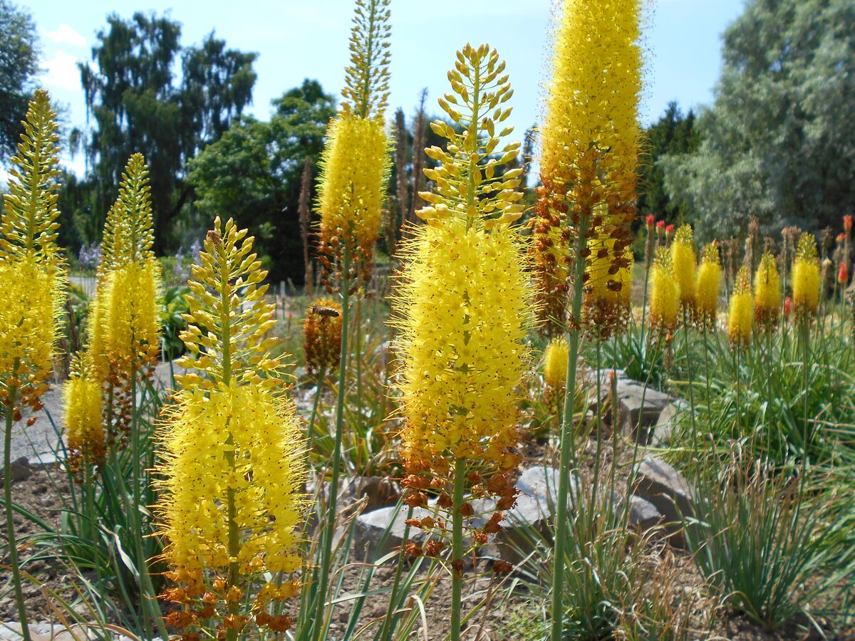 Eremurus stenophyllus