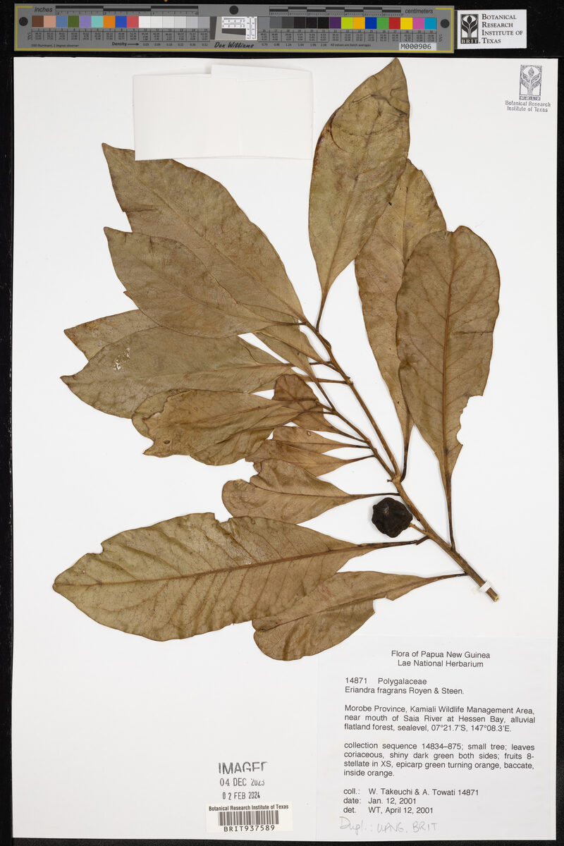 Eriandra fragrans — photo