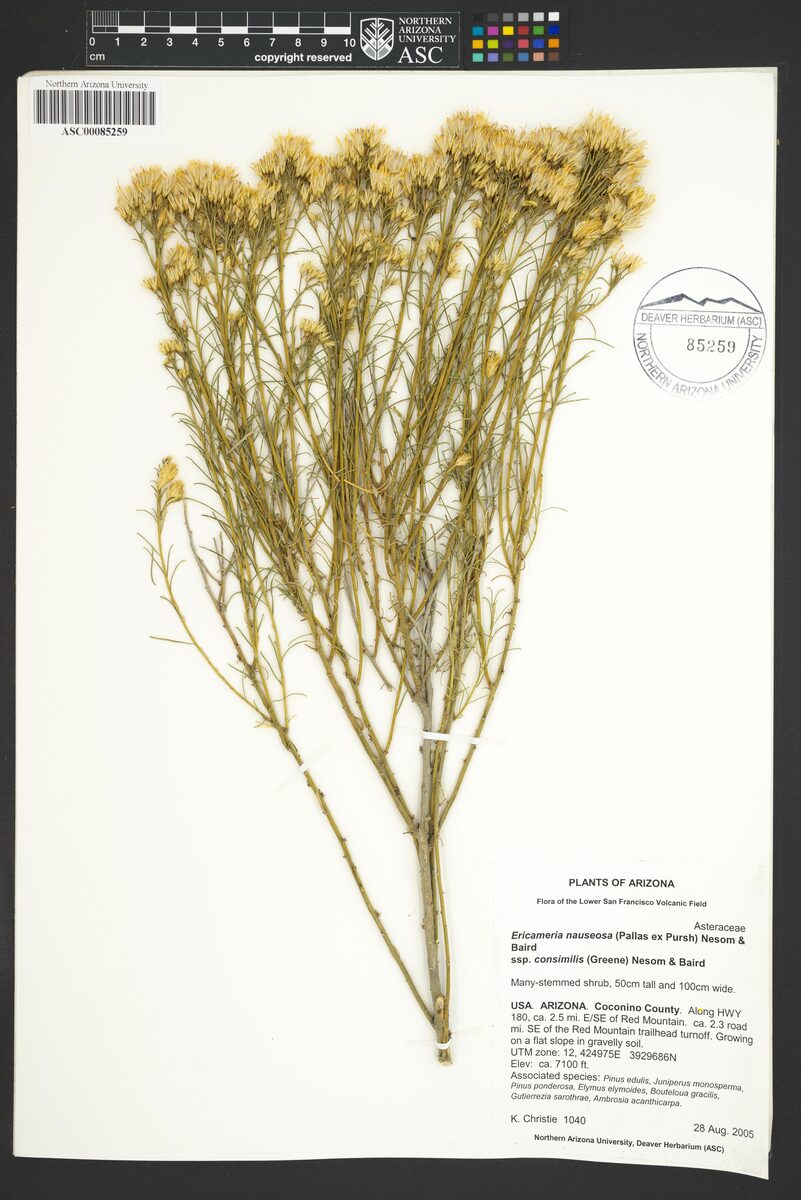 Ericameria nauseosa ssp. consimilis - (Gray Rabbitbrush) — photo