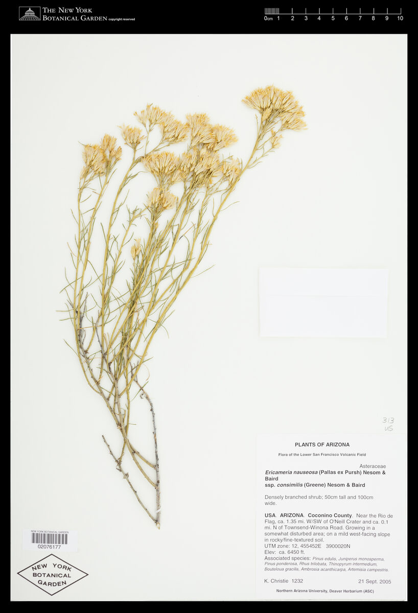 Ericameria nauseosa ssp. consimilis - (Gray Rabbitbrush) — photo