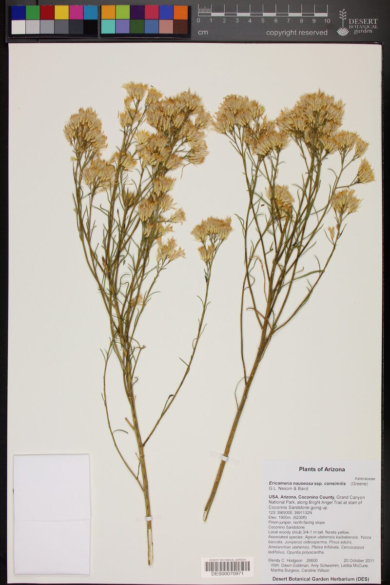 Ericameria nauseosa ssp. consimilis -