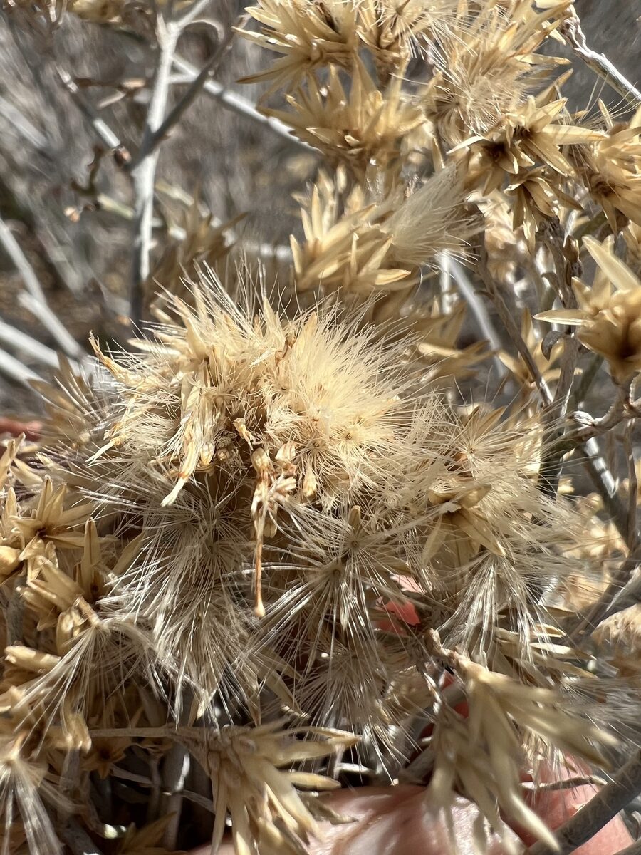 Ericameria nauseosa ssp. nauseosa -